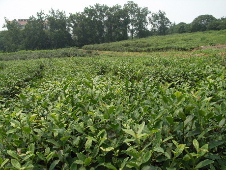 2009南京雨花茶.JPG