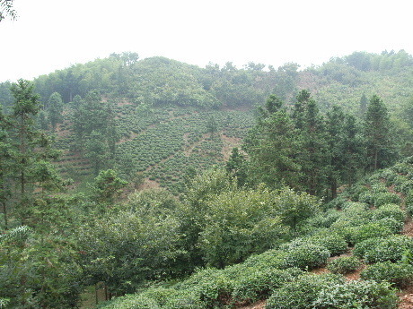 2009六安茶畑