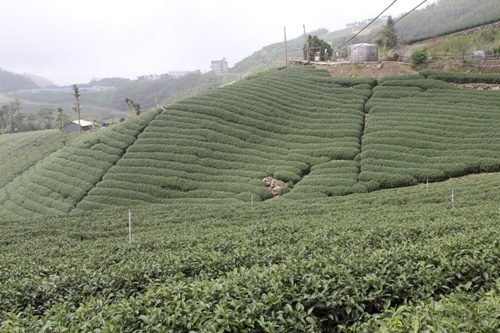 阿里山茶畑２.JPG