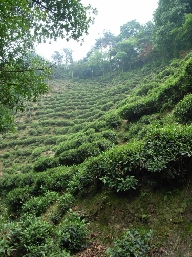 緑茶茶畑.JPG