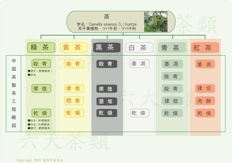 中国茶６大分類 その2の2.jpg